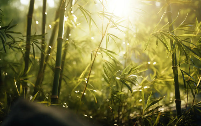 The Benefits of Bamboo Fabric Clothing: A Path to Sustainable Luxury Textile and a Greener World